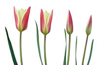 Tulipa 'Tinka' à différents stades d'ouverture