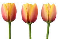 Tulipa 'Paix mondiale' - Darwin Hybrid Group