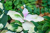 Tradescantia fluminensis 'Maiden's Blush' - Spider Lily 'Maiden's Blush '