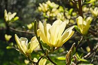 Magnolia 'Yellow Hammer'