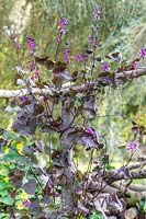 Lablab purpureus - Hyacinth Bean - grimper sur un poteau en bois.