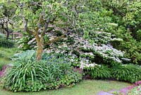 Viburnum plicatum f. tomentosum 'Mariesii' entouré d'hostas, Geranium macrorrhizum et Centaurea montana au Barn House, Glos en mai