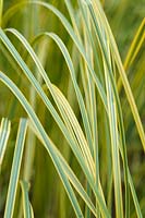 Cortaderia selloana 'Aureolineata' - Herbe panachée de pampa