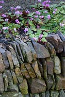 Mur de soutènement en pierre avec auto-ensemencé Cyclamen coum, Devon, UK