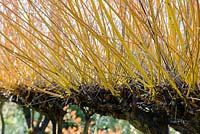 Salix alba var. vitellina 'Britzensis'