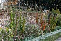 Cynorrhodons givrés dans le parterre de fleurs herbacées du jardin à la française, bordés de haies de Buxus coupées.