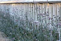 Verbena bonariensis au début de l'hiver, tapissant la longue serre victorienne.
