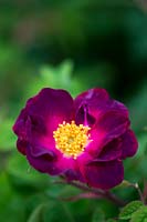 Gallica Rose Violacea 'La Belle' - Sultane Gallica Rose