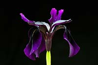 Iris chrysographes 'Black Form'