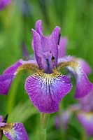 Iris sibirica 'Rose pétillante' - Iris de Sibérie