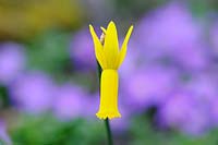 Narcissus cyclamineus - Jonquille à fleurs de cyclamen