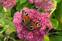 Inachis io - Papillon paon - sur Sedum spectabile 'Autumn Joy' fleur