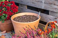 Cache-pot en terre cuite contenant plusieurs couches de bulbes parmi les plantes à fleurs d'automne.