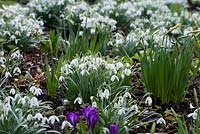 Galanthus Nivalis - perce-neige, Narcisse 'Jack Snipe' en bouton et Crocus début mars.