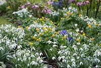 Galanthus nivalis - Perce-neige, Helleborus - Hellebores, Iris reticulata 'Harmony' et Eranthis hyemalis - Winter Aconites.