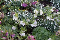 Galanthus nivalis - Perce-neige, Helleborus - Hellebores et Eranthis hyemalis - Aconites d'hiver