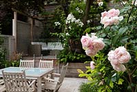 Jardin isolé sur deux niveaux, mobilier de salle à manger et clôture en treillis, Rosa 'Le jardinier généreux' au premier plan