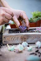 À l'aide d'un bâton à nervures, fixez les racines d'Echeveria 'Duchesse de Nuremberg' dans la grille d'une jardinière verticale.