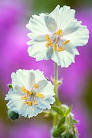 Geranium phaeum 'Stillingfleet Ghost'