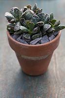 Adromischus cooperi