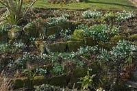 Dérives de Galanthus - perce-neige dans le jardin du fossé. East Lambrook Manor garden, Somerset, Royaume-Uni.