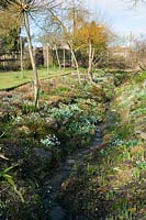 Jardin de fossé avec perce-neige, East Lambrook Manor garden, Somerset, Royaume-Uni.