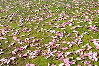 Pétales de magnolia tombés