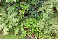 Asplenium scolopendrium, Fatsia japonica et Acers, Somerset, Royaume-Uni.