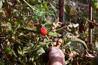 Enlever les tiges de tomates de serre usées