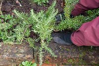 Planter un romarin prostré - Rosmarinus officinalis Prostratus Group - dans un parterre de fleurs en brique surélevé