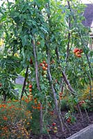 Les tomates poussant sur le noisetier soutiennent l'extérieur dans une bordure végétale surélevée avec Tagetes - soucis, septembre. Brookside