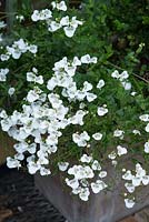 Diascia à fleurs blanches - Twinspur