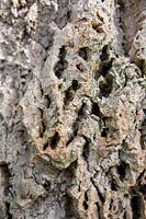 Quercus suber - Chêne liège - détail écorce