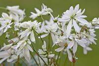 Saxifraga fortunei 'Shiranami' - Saxifrage japonais