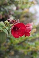 Tibouchina grossa - Fleur de princesse rouge - Colombie