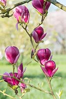 Magnolia 'Joe Mcdaniel' - Hybride de M. x soulangeana 'Rustica Rubra' x M. x veitchii