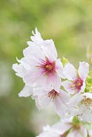 Prunus serrulata 'Washi-no-o' - Fleur de cerisier à fleurs japonaises