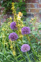 Asphodeline jaune lutea et Allium 'Purple Sensation'