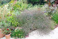 Plantes à faible croissance débordant sur le patio, y compris les têtes de semence de la verveine 'Bampton' avec des feuilles de bronze Ricinus.