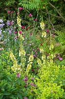Verbascum 'Gainsborough' avec Alchemilla mollis, Astrantia et Knautia en parterre de fleurs.