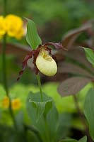 Cypripedium 'Dietrich' gx