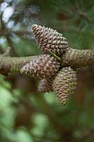 Cônes de Pinus muricata