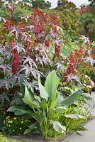 Musa lasiocarpa - banane jaune chinoise - et Ricinus communis - huile de ricin - dans le jardin exotique de RHS Garden Wisley, Royaume-Uni.