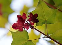 Acer cappadocicum 'Aureum' - Érable doré de Cappadoce