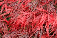 Acer palmatum Dissectum 'Garnet'