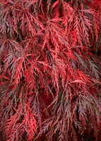Acer palmatum 'Garnet' - Érable japonais 'Garnet'
