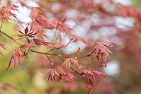 Acer palmatum 'Sherwood Flame' - Érable japonais 'Sherwood Flame'