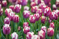 Tulipa 'Voile rayée' - tulipe