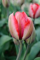 Tulipe Simple 'Mayflower' Tulipe Tardive Tardive