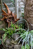 Rohdea Japonica 'Godaishu', Aloe Striatula et Agapanthus 'Tinkerbell '.